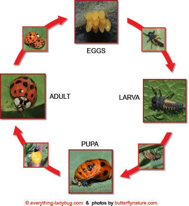 Ladybug Larva | Northwest Exterminating