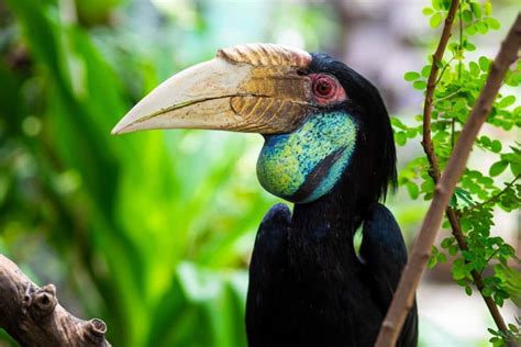 Hornbill - A-Z Animals