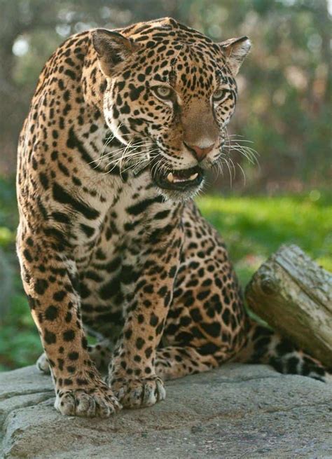 Jaguar - A-Z Animals