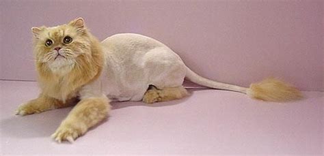 47 Best Of Cat With Lion Haircut - Haircut Trends