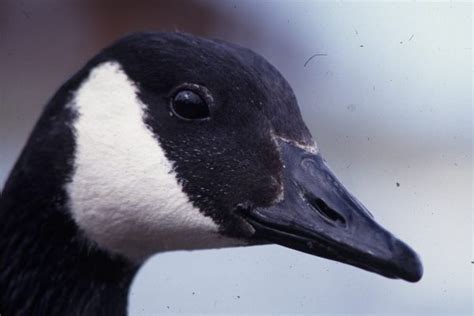 Canada Goose - BirdWatch Ireland