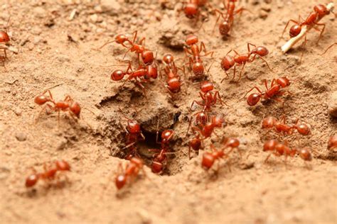 Red ants stock photo. Image of cooperation, wildlife, brown - 6627796