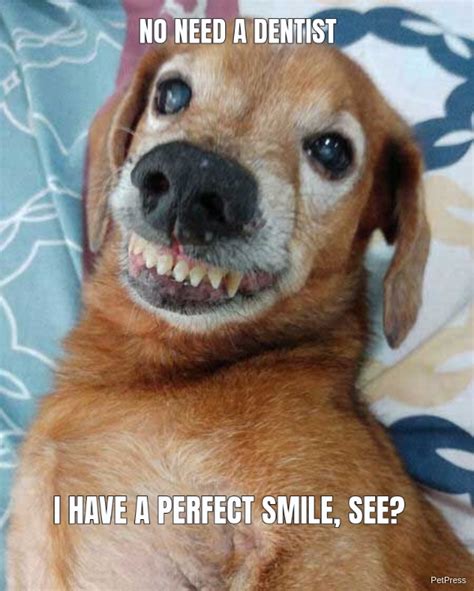 15+ Funny Smiling Dog Memes | PetPress