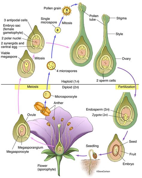 Angiosperm Structure & Life Cycle photo | Biology plants, Botany ...