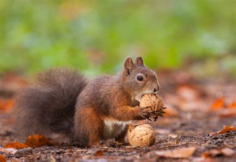 The Foragers Bible - Naming The Edible Wild Nuts