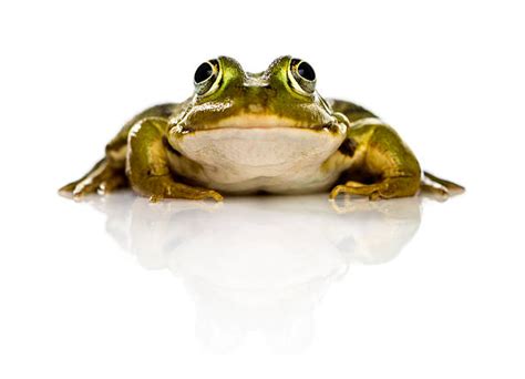 3,300+ Frog Front View Stock Photos, Pictures & Royalty-Free Images ...