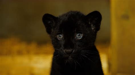 Rare Black Jaguar Cub Born at The Big Cat Sanctuary - The Big Cat Sanctuary