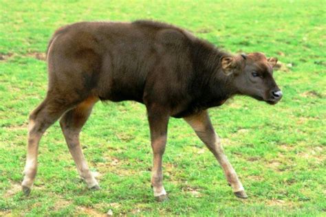 Gaur Calf - Desi Comments