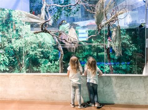 Odysea Aquarium and Butterfly Wonderland – A Fun Family Stop in Phoenix ...