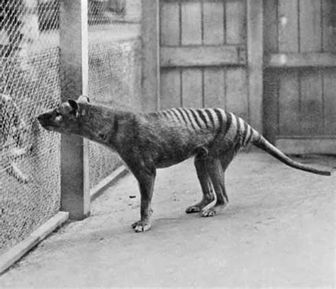 HPANWO Voice: The Thylacine Lives?