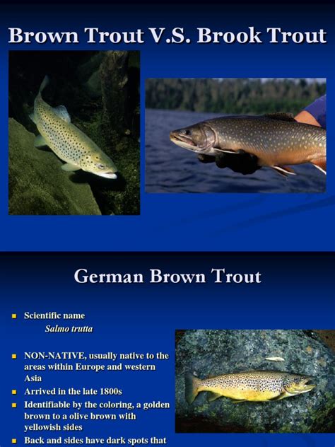 Brown Trout vs Brook Trout | Rainbow Trout | Recreational Fishing