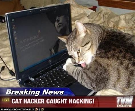 Cat hacker caught hacking #misbehavior #lolcat Funny Me, Funny Cats ...