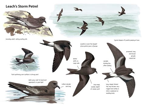 Leach’s Storm Petrel - The Sound Approach