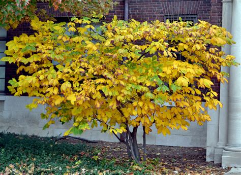 Native Shrubs For Fall Color - Indiana Yard and Garden - Purdue ...