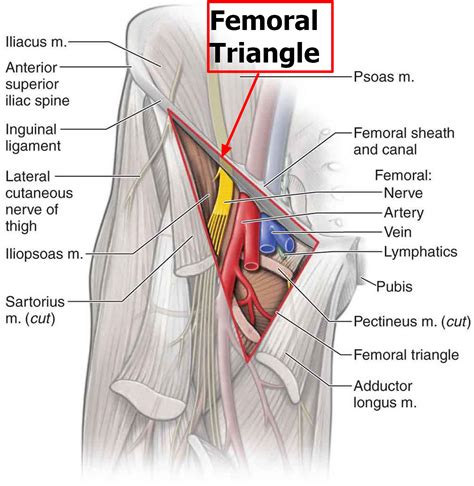 femoral triangle