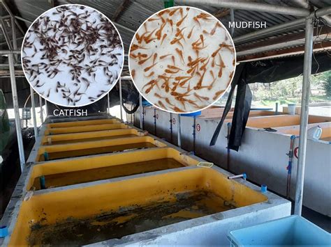 New ways to raise dalag, hito will boost fish supply | Official Portal ...