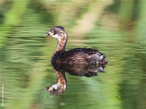 Little Grebe | KuwaitBirds.org