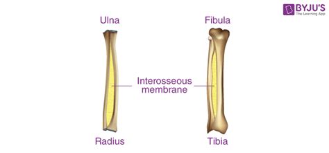 Three Types Of Fibrous Joints