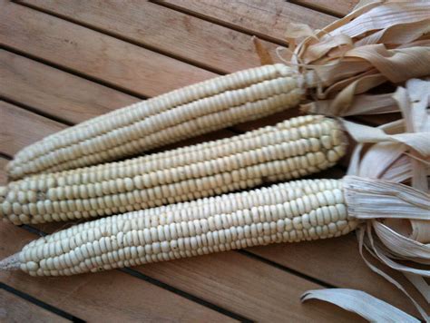 Cherokee White Flour, Original Flour Corn