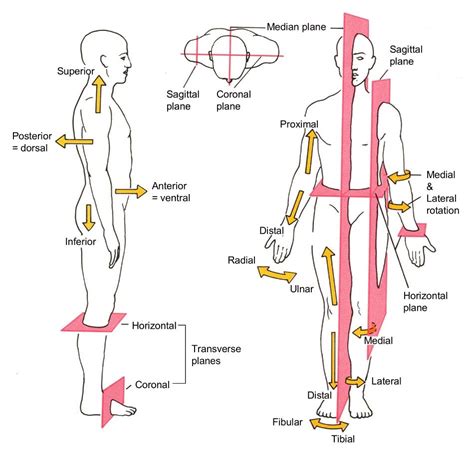 In Anatomy Meaning Of Directions