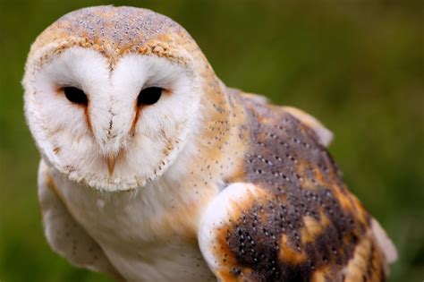 Barn Owl Hd Wallpaper