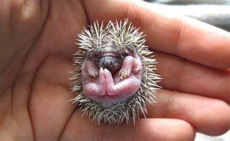 baby hedgehog