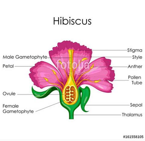 Describe the structure of a flower in angiosperm which suitable diagram ...