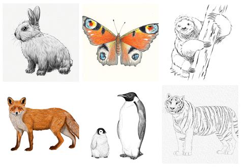 Go wild with our easy animals to draw! - Gathered