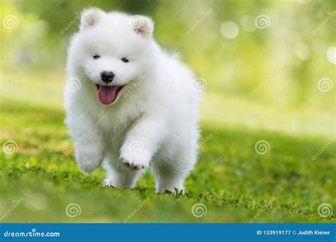 Samoyed Puppy Running in a Meadow Stock Image - Image of cute, outside ...