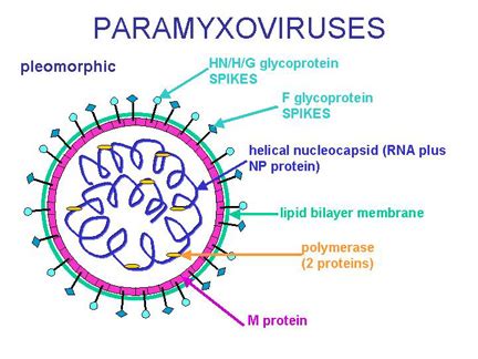 Virus Structure - Mumps virus