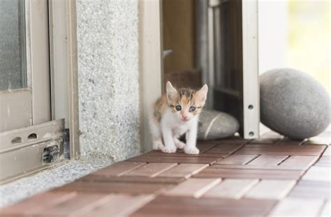 6 Reasons Your Kitten Is Crying | PetMD