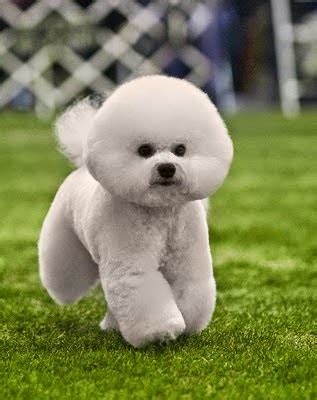 A Fluffy Bichon Frise Puppy Picture ~ Picture of Puppies