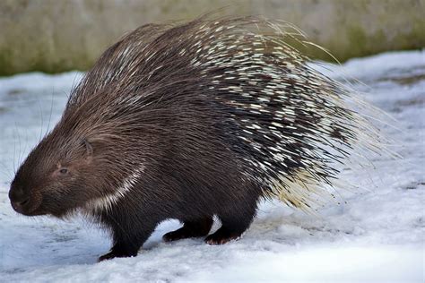 HD wallpaper: porcupine, wildlife, nature, prickly, cute, animal ...