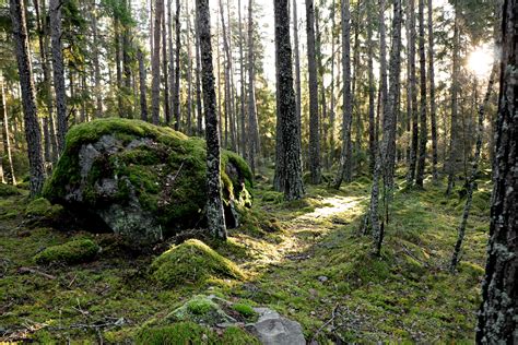 Autumn in a Swedish forest [OC][2400x1600] : r/EarthPorn