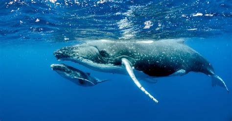 Gray Whale vs Humpback: What are the Differences? - Wiki Point