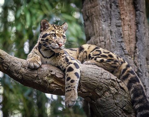 Clouded Leopard Facts: Animals of Asia - WorldAtlas