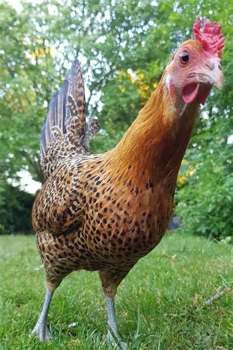 Sicilian Buttercup: Eggs, Temperament, Size and Raising Tips