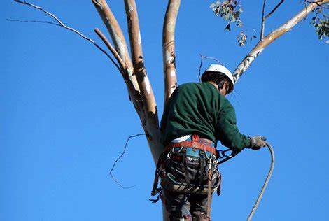 Tree Trimming - Houston, Tx - Houston Tree Surgeons