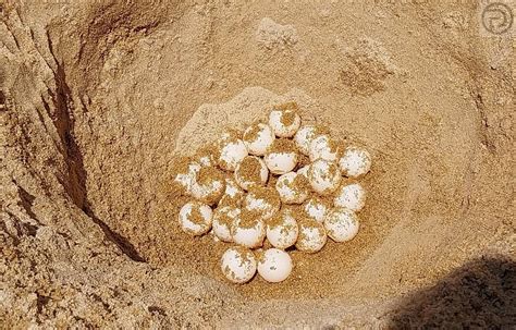 91 Sea Turtle Eggs Found on Phuket Beach - The Phuket Express