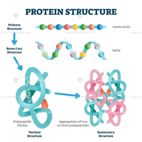 Protein Structure And Function Diagram Primary Structure Of