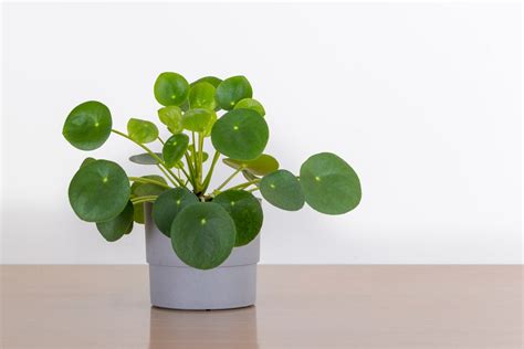 Chinese money plant: care & propagation - Plantura