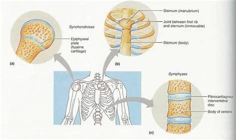 Cartilaginous joints are when two bones are linked by cartilage fibers ...