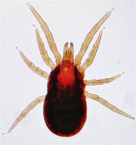 Types of Mites, Their Habitat & Species | Sterifab | Bed Bug Blog