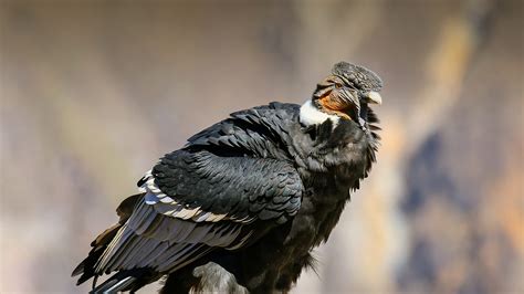 Andean Condor | San Diego Zoo Animals & Plants