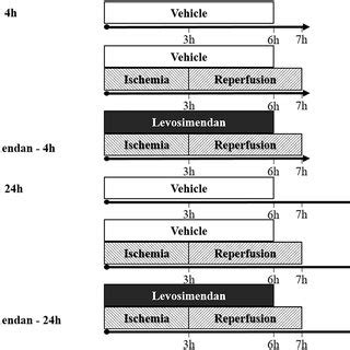 Study design and groups. Male Wistar rats underwent 180 min bilateral ...