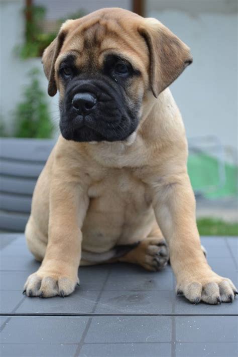 Everything about your Bullmastiff - Luv My Dogs