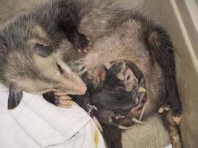 Pics Photos - Opossum Pouch With Babies