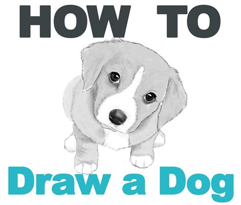 How To Draw A Dog