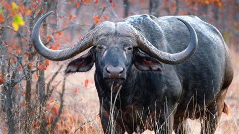 Huge Cape Buffalo Boss | Senalala Safari Lodge | Kruger National Park ...