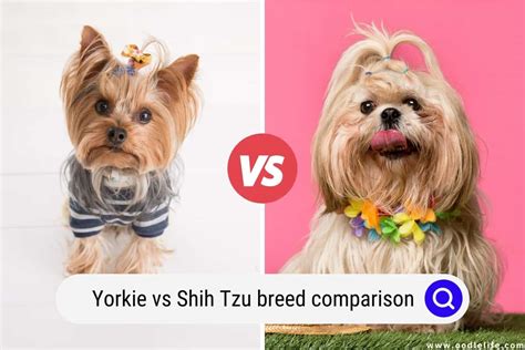 Yorkie Vs Shih Tzu Breed Comparison (Photos) - Oodle Life